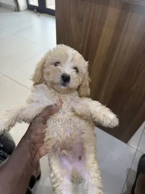 1-3 months Male Purebred Poodle