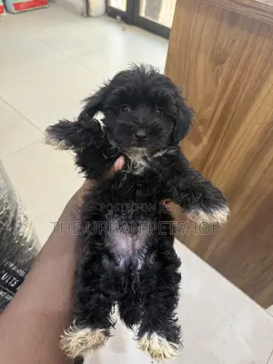 1-3 months Male Purebred Poodle
