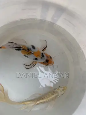 Aquarium Fishes