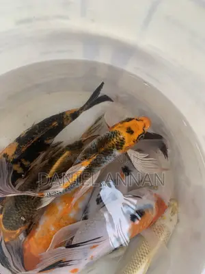 Aquarium Fishes