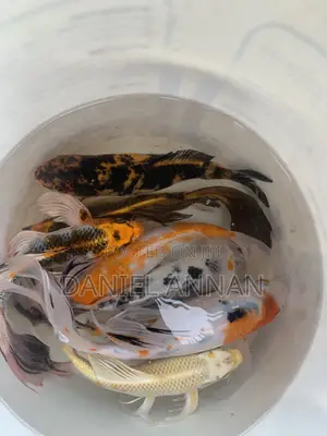 Aquarium Fishes
