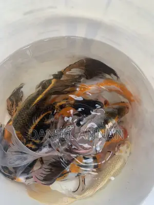 Aquarium Fishes