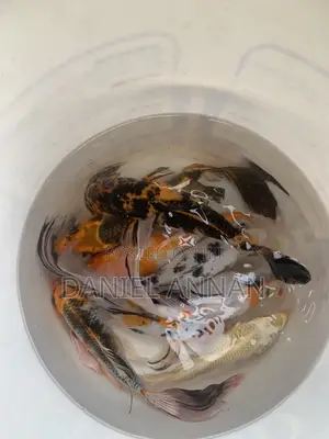 Aquarium Fishes