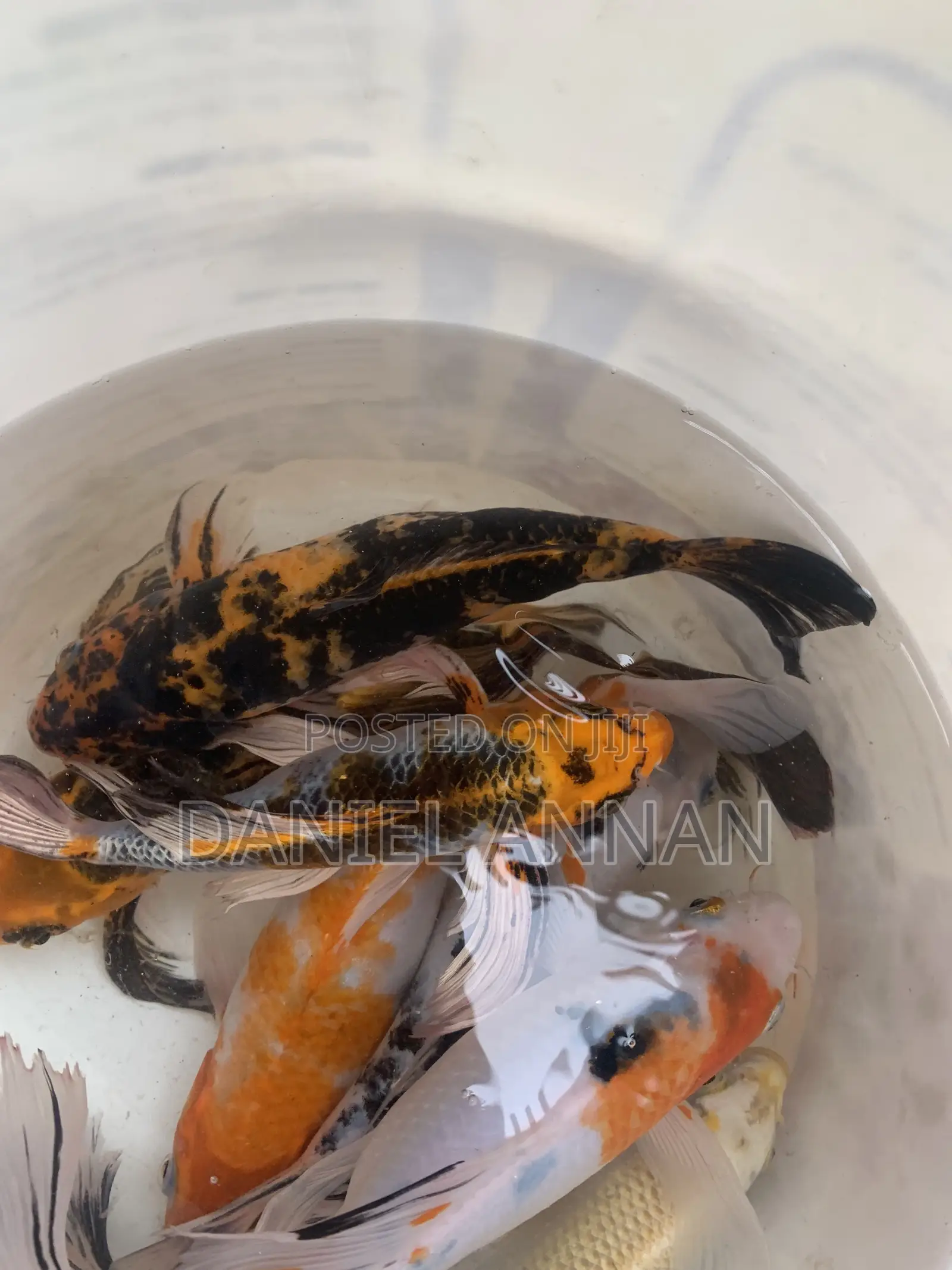 Aquarium Fishes