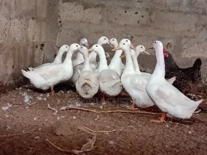 Healthy Active White Pekin Ducks for Sale