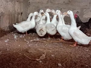 Healthy Active White Pekin Ducks for Sale