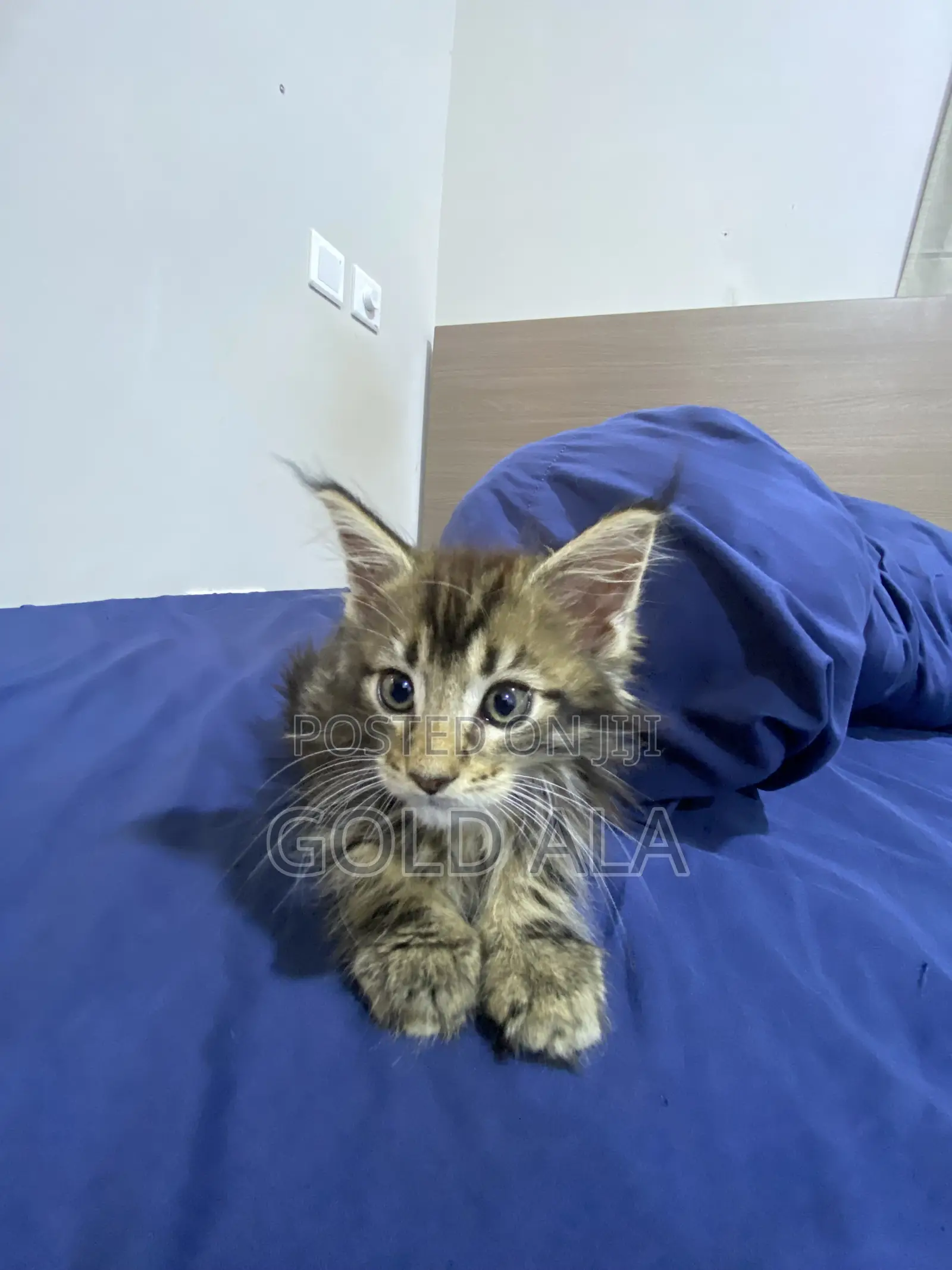 1-3 months Male Purebred Maine Coon