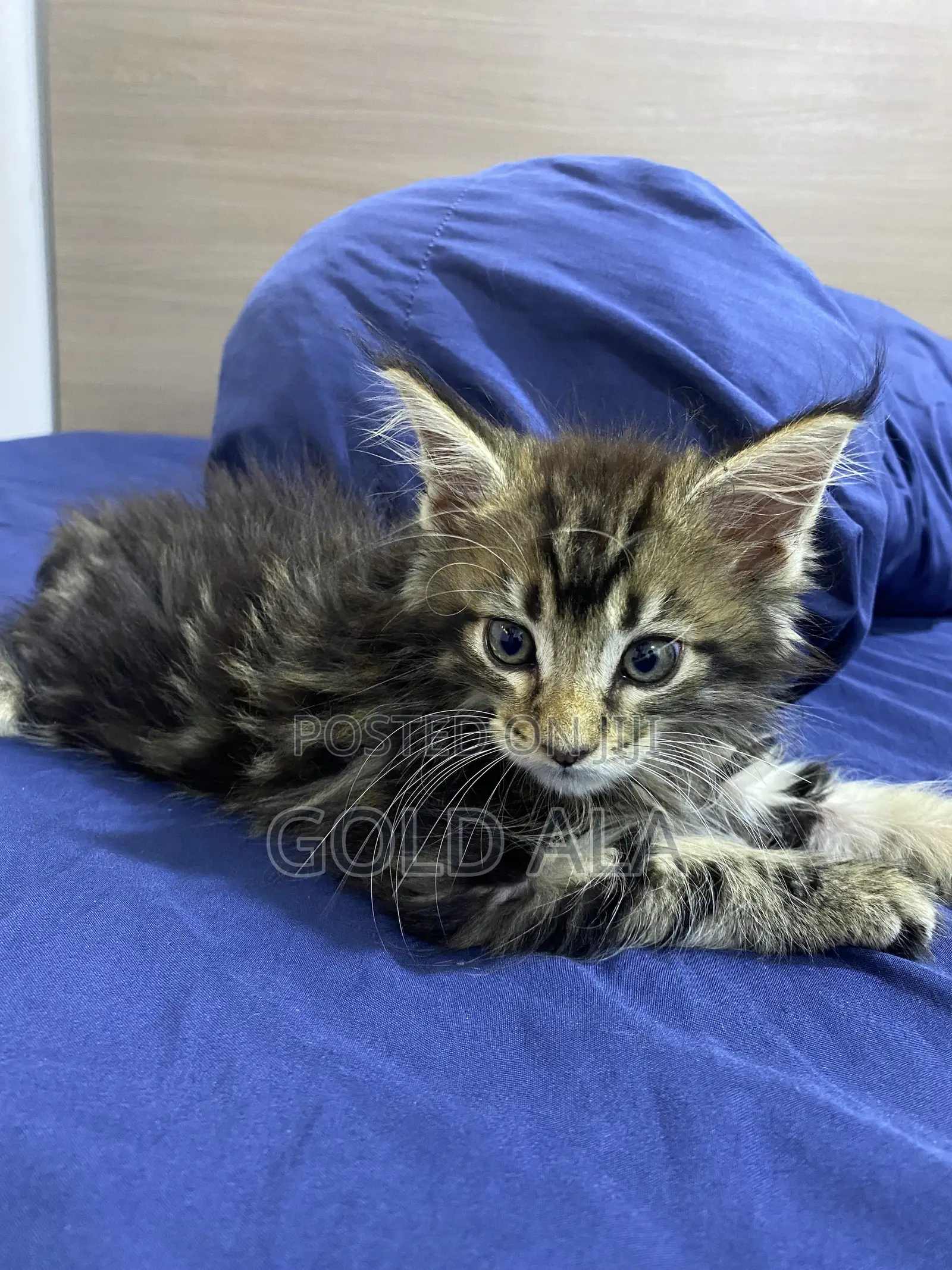 1-3 months Male Purebred Maine Coon