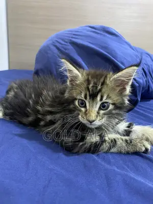 1-3 months Male Purebred Maine Coon