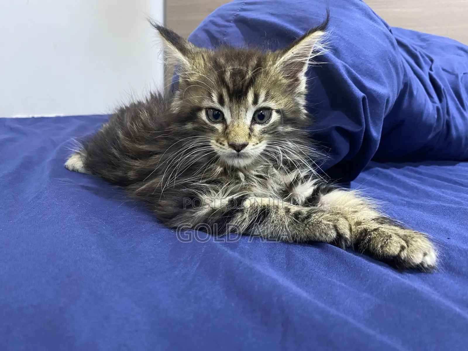 1-3 months Male Purebred Maine Coon