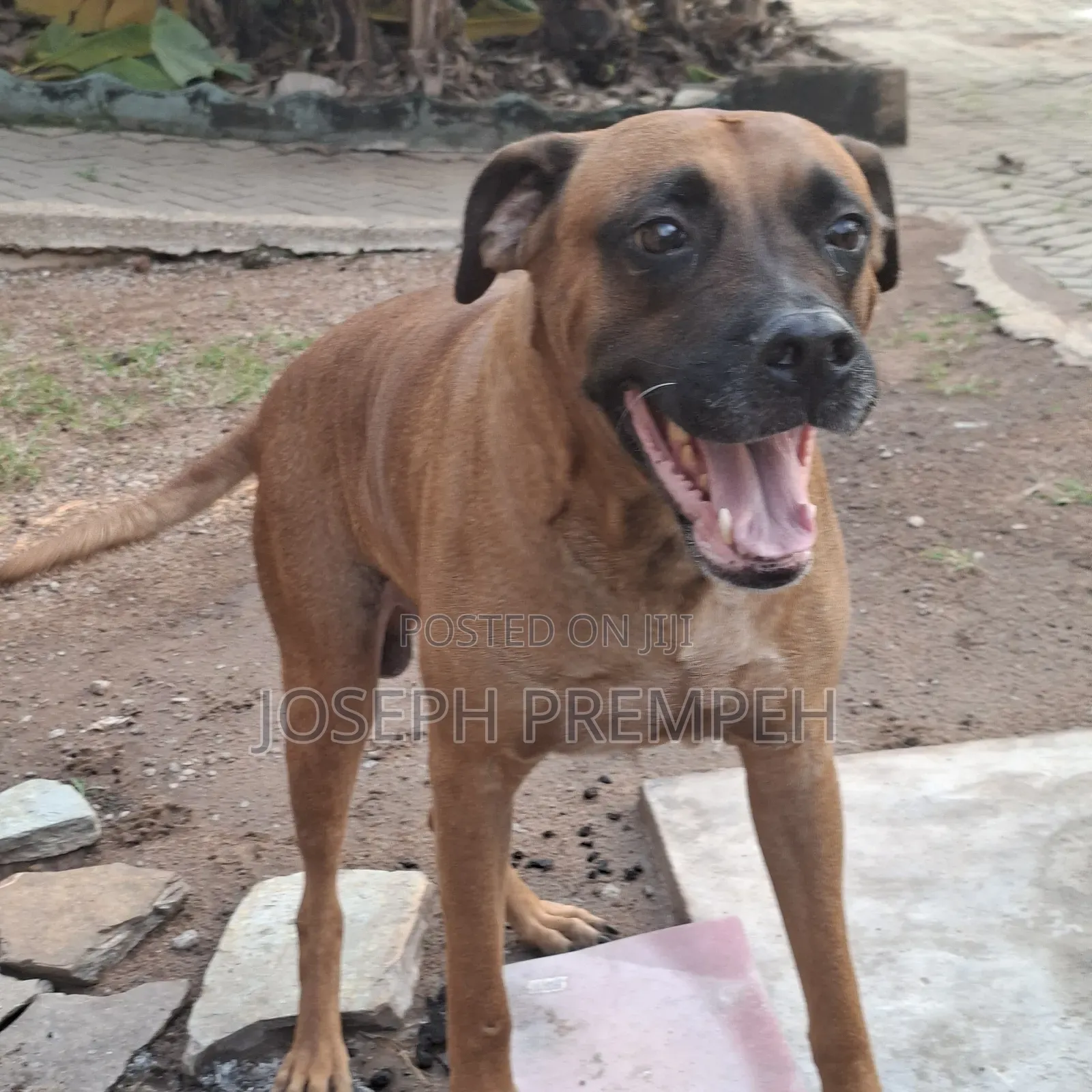 1+ year Male Mixed Breed Boerboel