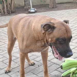 1+ year Male Mixed Breed Boerboel