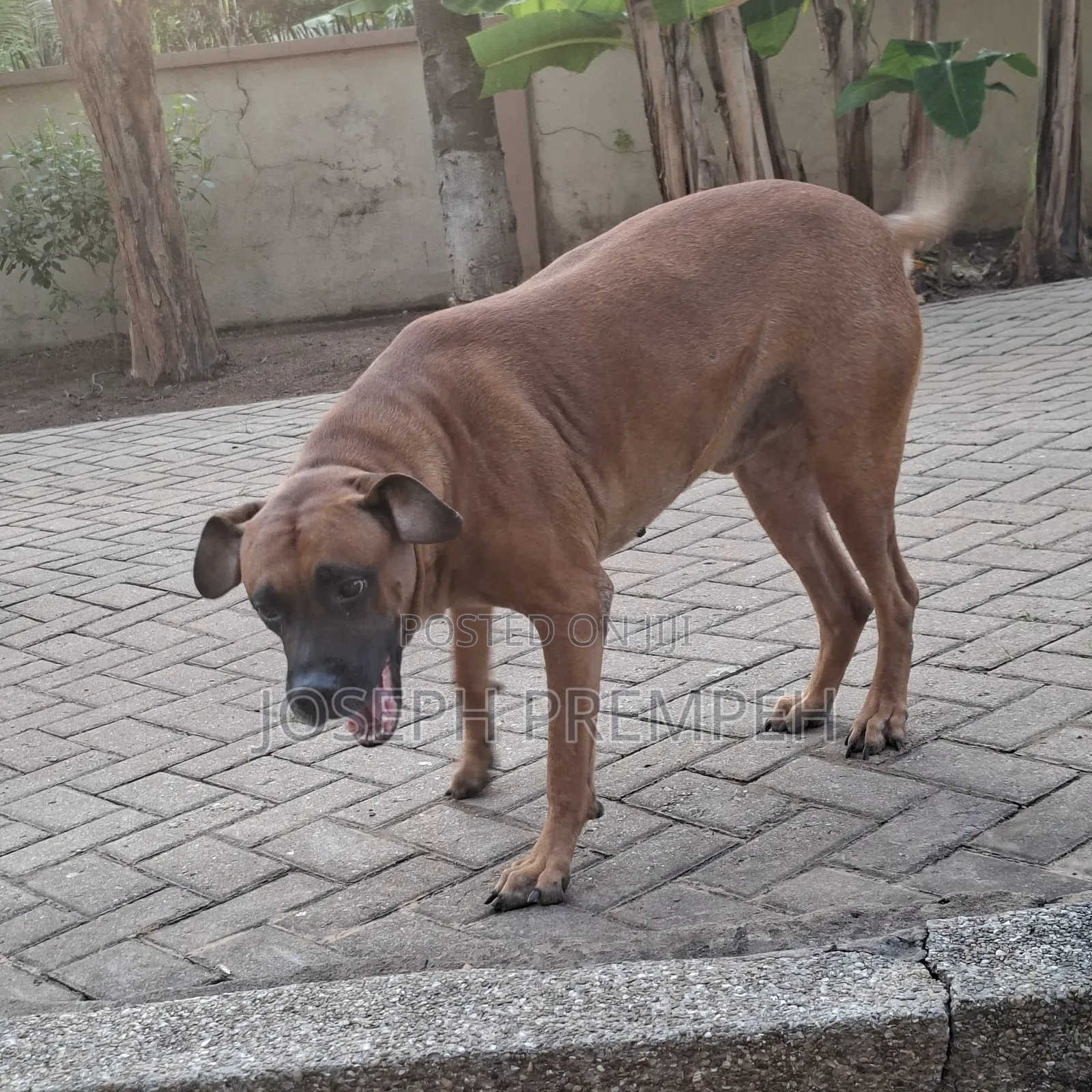 1+ year Male Mixed Breed Boerboel