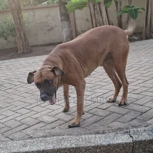 1+ year Male Mixed Breed Boerboel