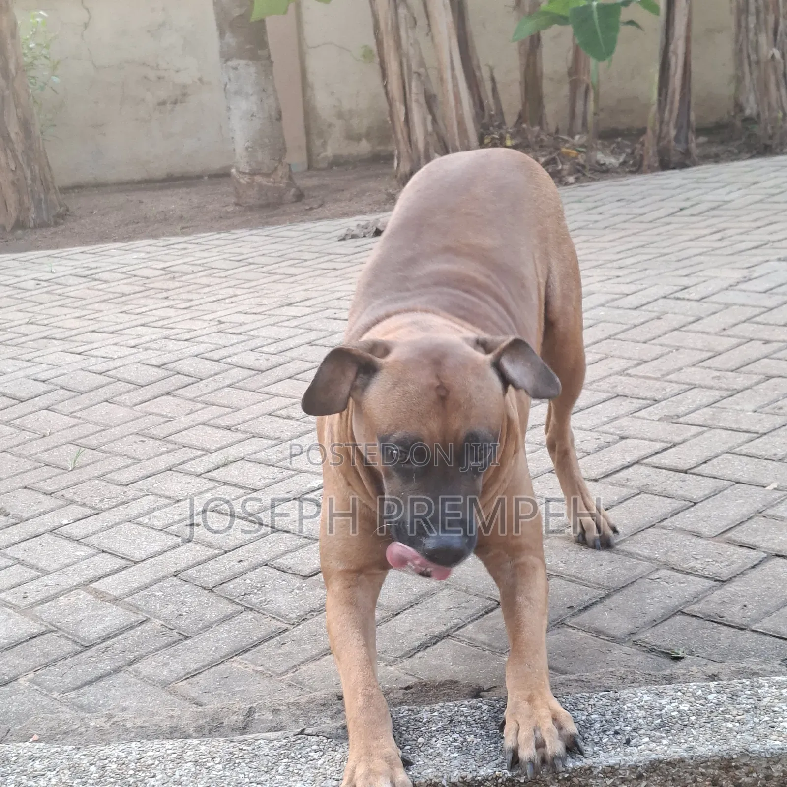 1+ year Male Mixed Breed Boerboel