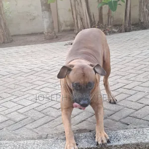 1+ year Male Mixed Breed Boerboel