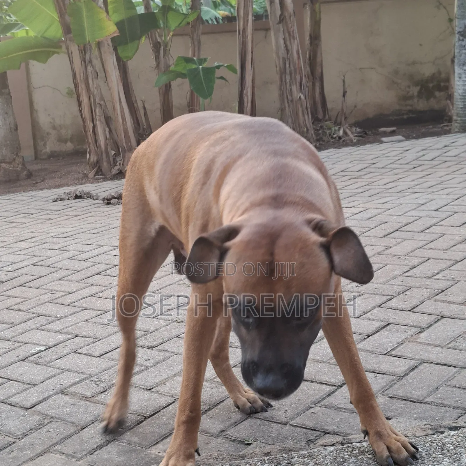 1+ year Male Mixed Breed Boerboel
