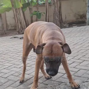 1+ year Male Mixed Breed Boerboel