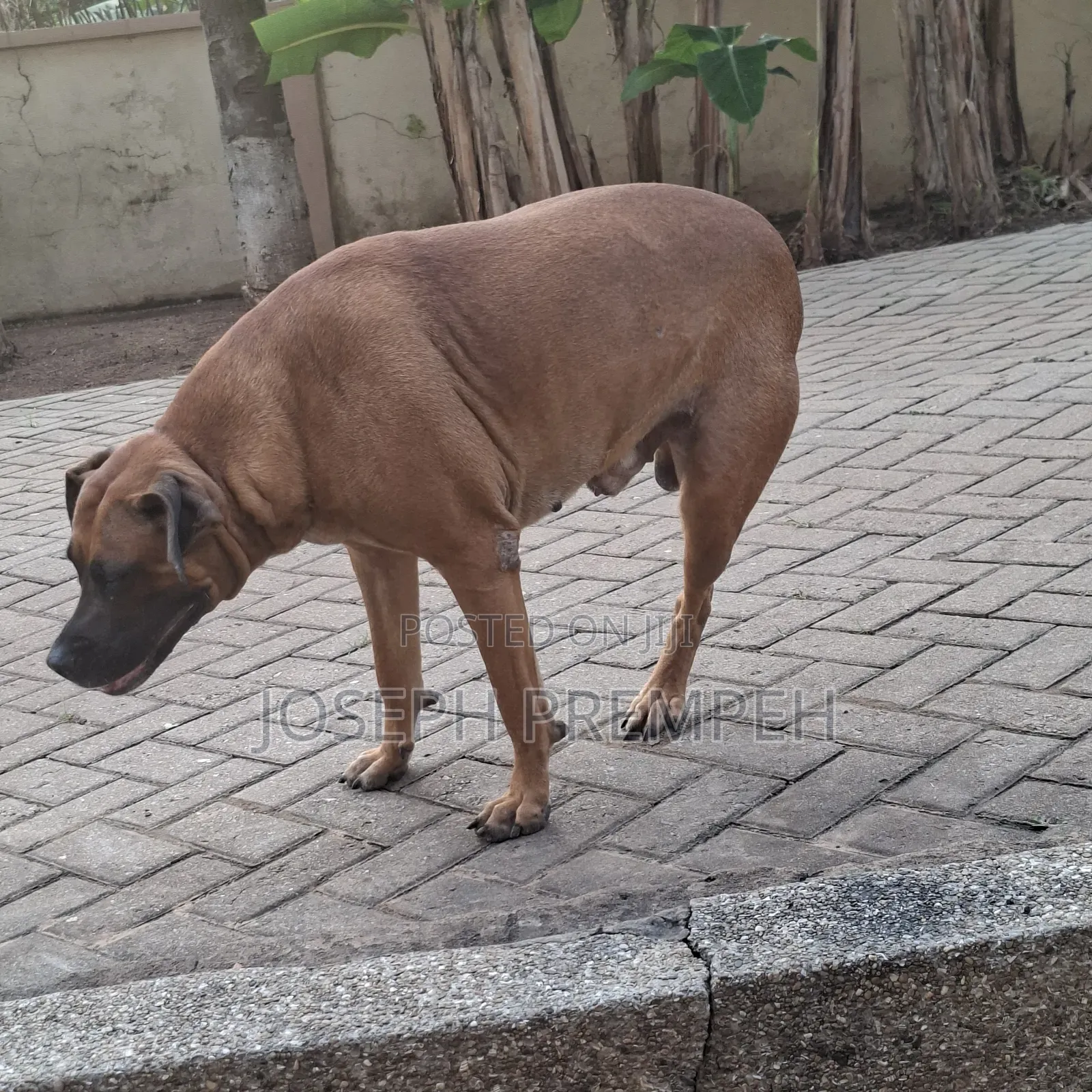 1+ year Male Mixed Breed Boerboel