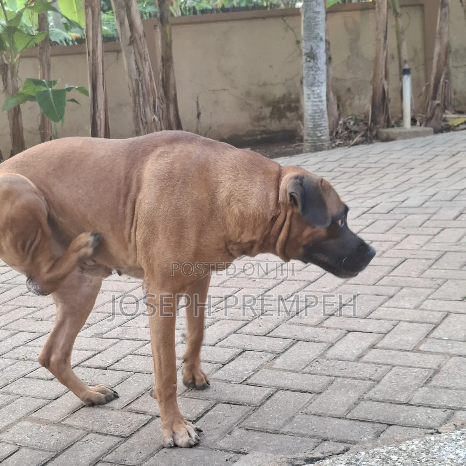1+ year Male Mixed Breed Boerboel