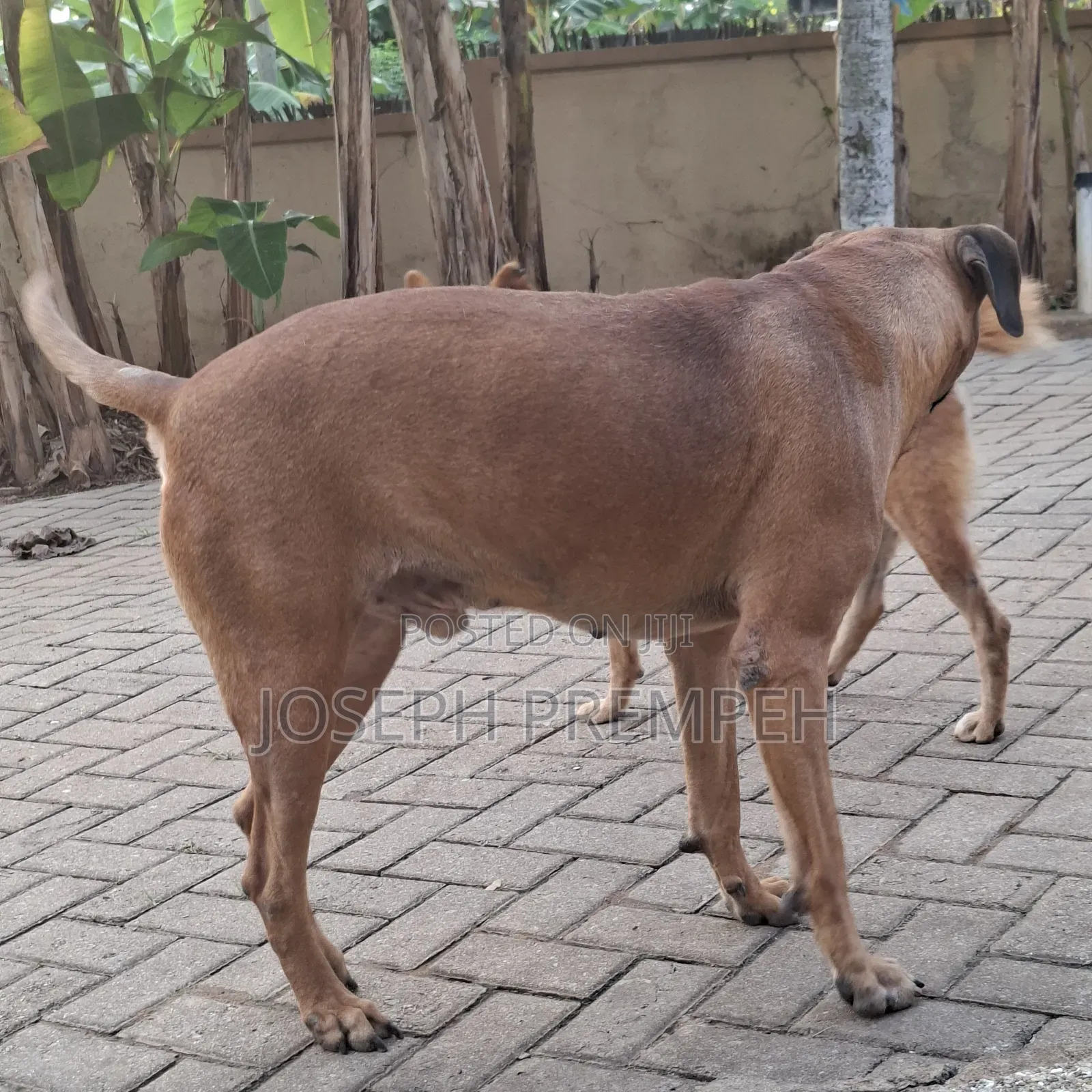 1+ year Male Mixed Breed Boerboel