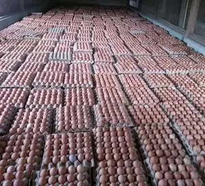 Prestige Poultry Eggs