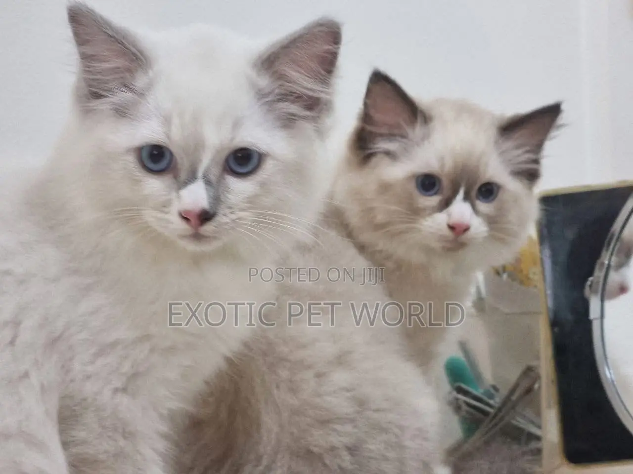 1-3 months Female Purebred Ragdoll