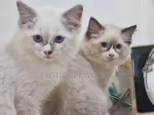 1-3 months Female Purebred Ragdoll