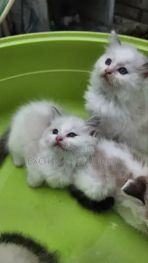 1-3 months Female Purebred Ragdoll