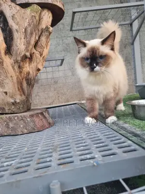 1-3 months Female Purebred Ragdoll