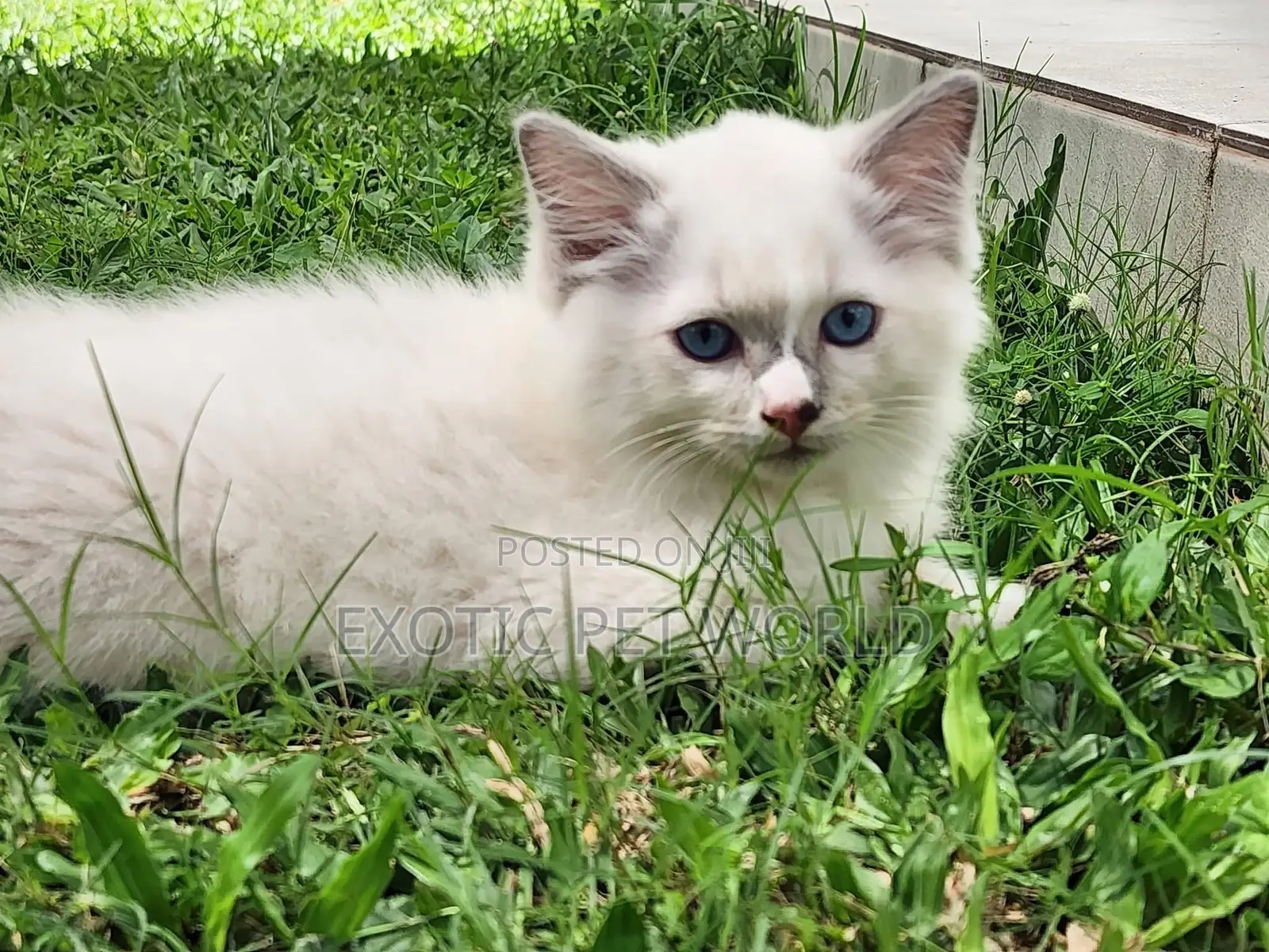 1-3 months Female Purebred Ragdoll