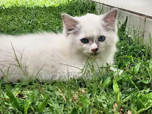1-3 months Female Purebred Ragdoll