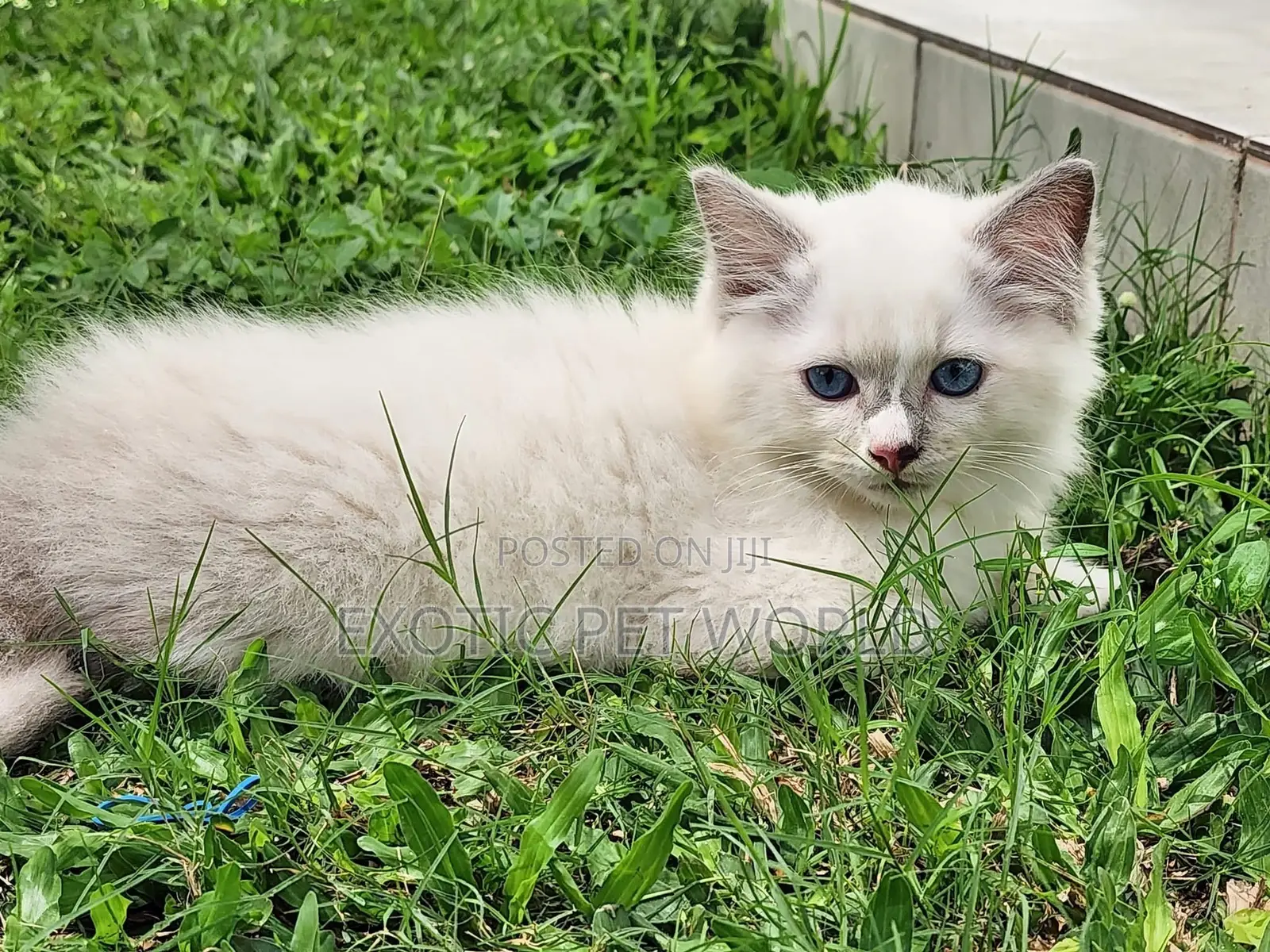 1-3 months Female Purebred Ragdoll