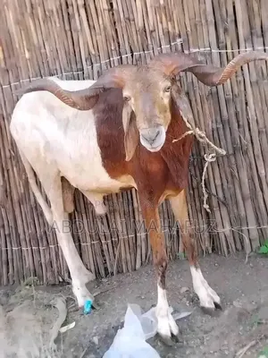 Sheep Is for Sale
