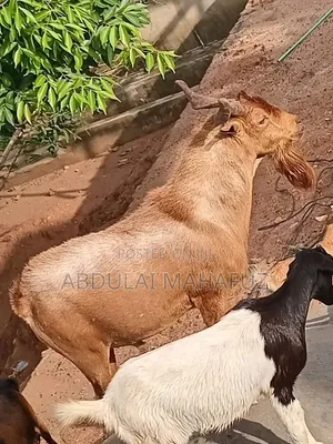 Goat Is for Sale
