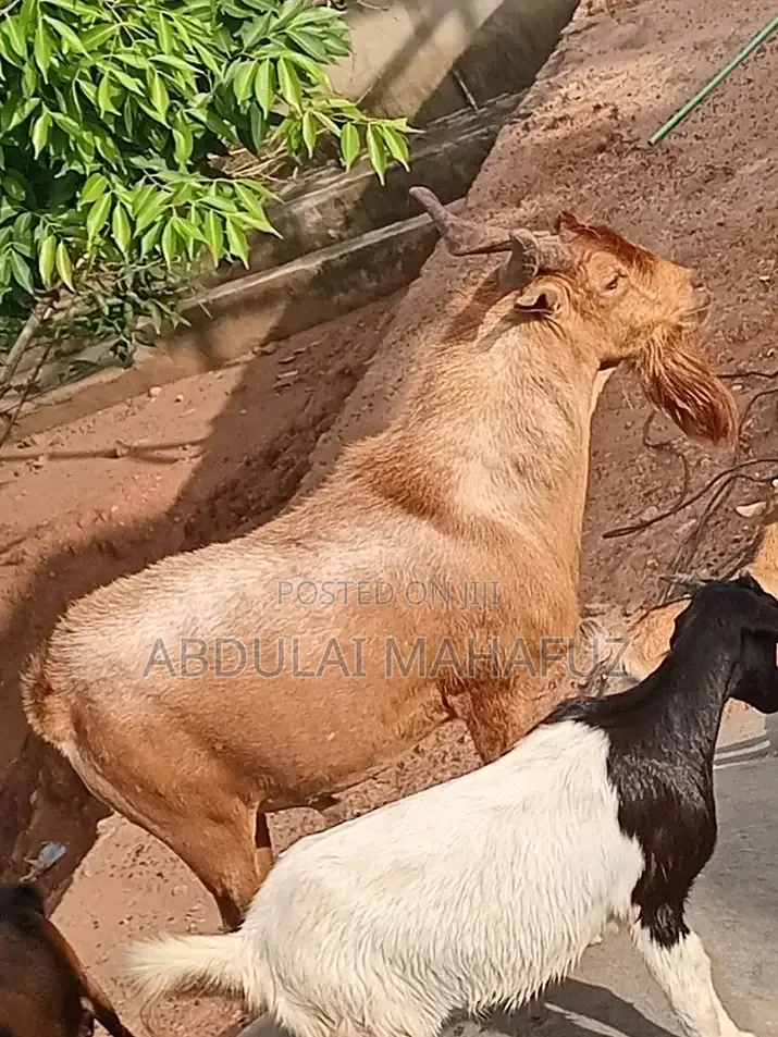 Goat Is for Sale