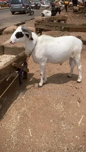 Sheep Is for Sale