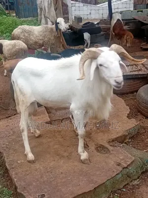 Sheep Is for Sale