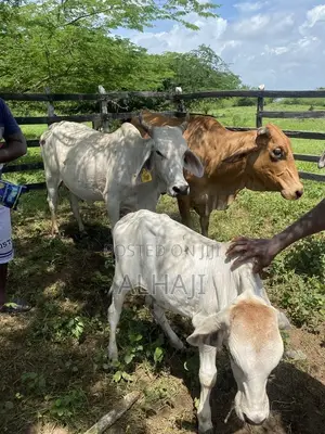Cows for Sell