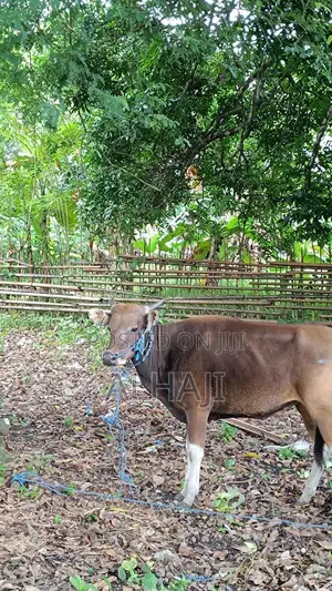 Cows for Sell