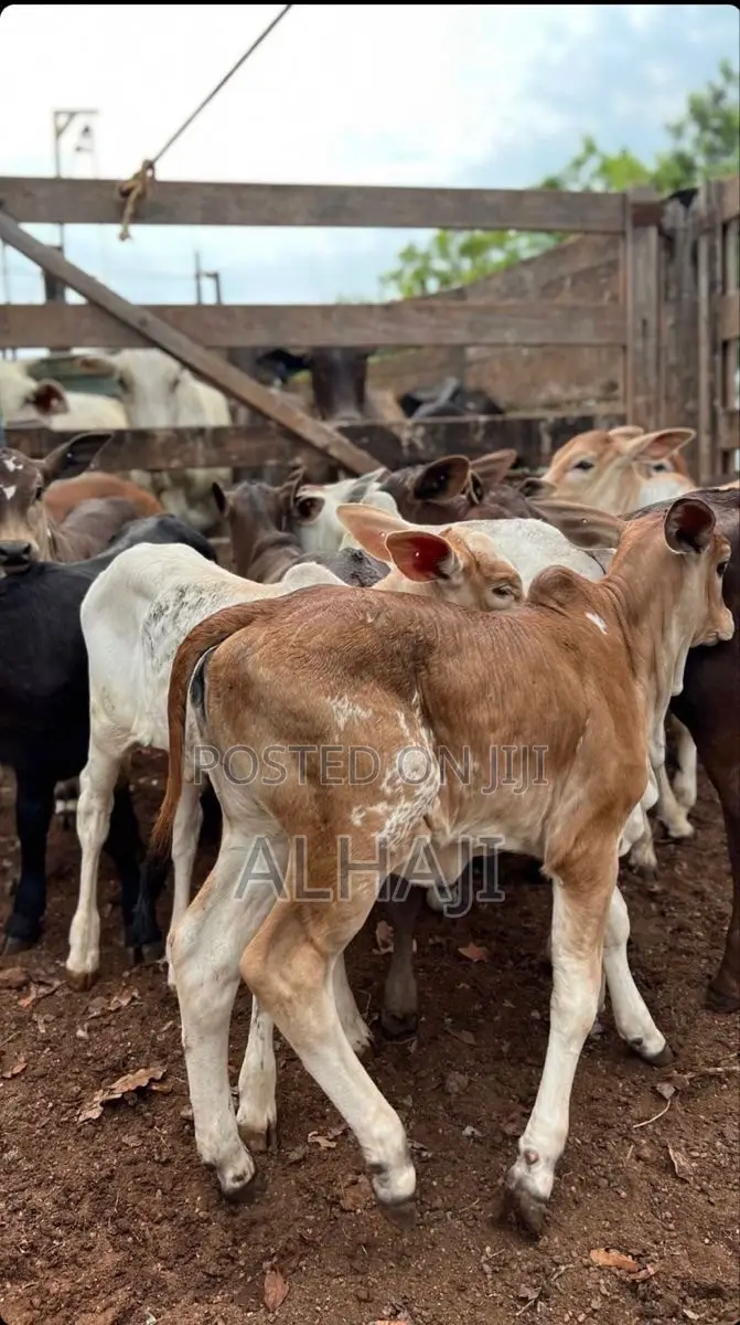 Cows for Sell
