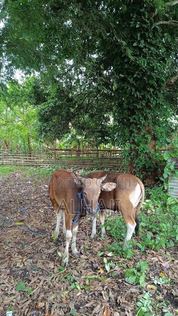 Cows for Sell