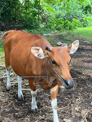 Cows for Sell