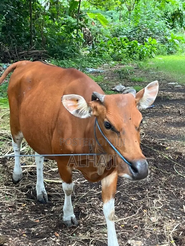Cows for Sell