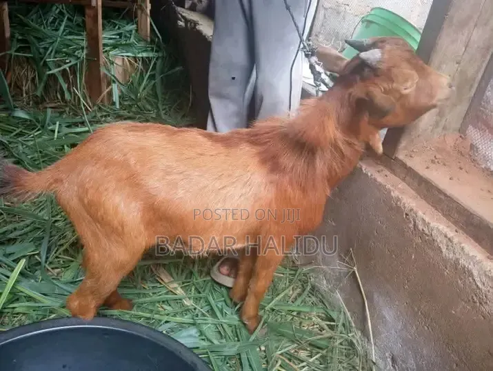 Healthy Goats