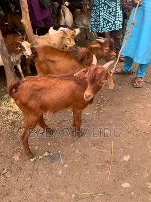 Healthy Goats