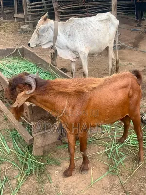 Healthy Goats