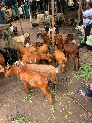 Healthy Goats