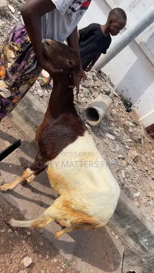 Strong and Healthy Pregnant Female.