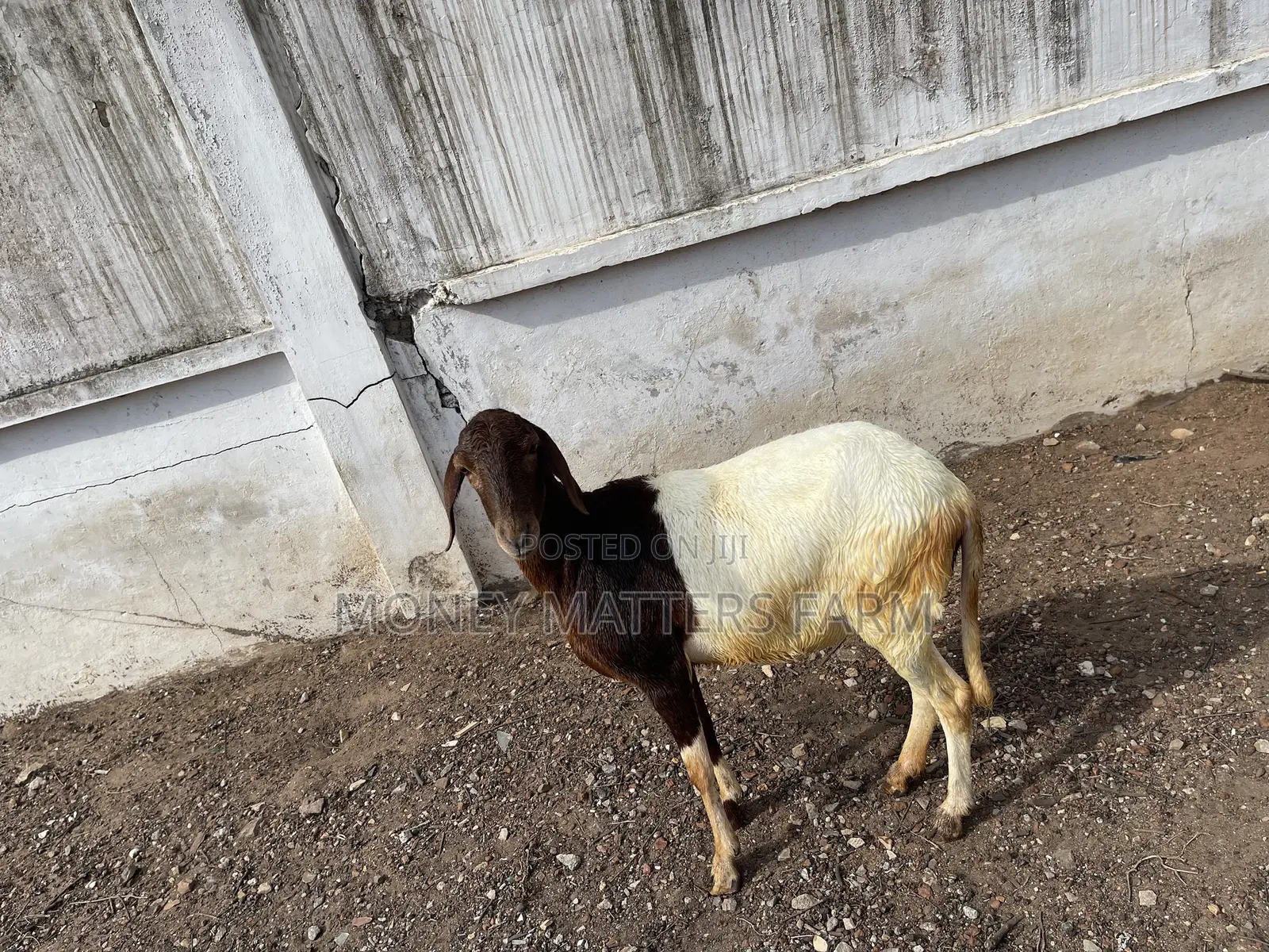Strong and Healthy Pregnant Female.